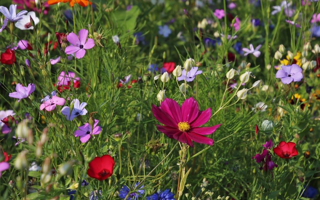 wildflowers