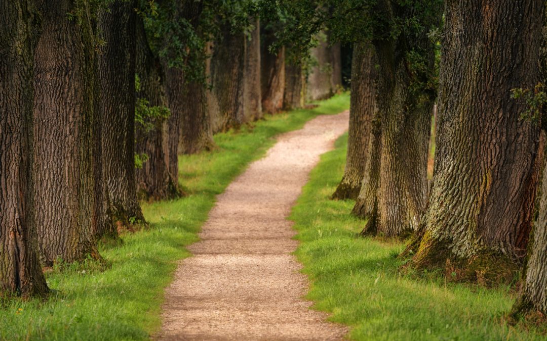 forest path