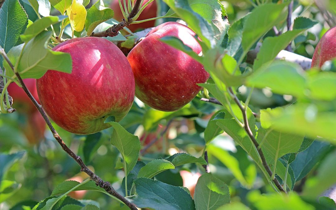 apple tree