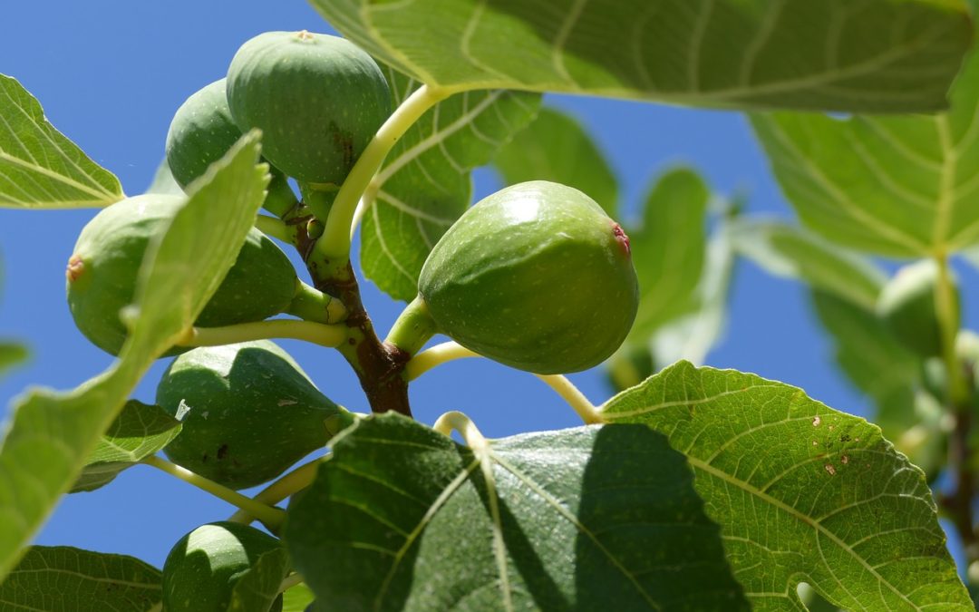 fig tree