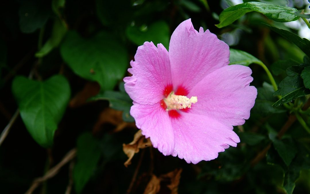 hibiscus