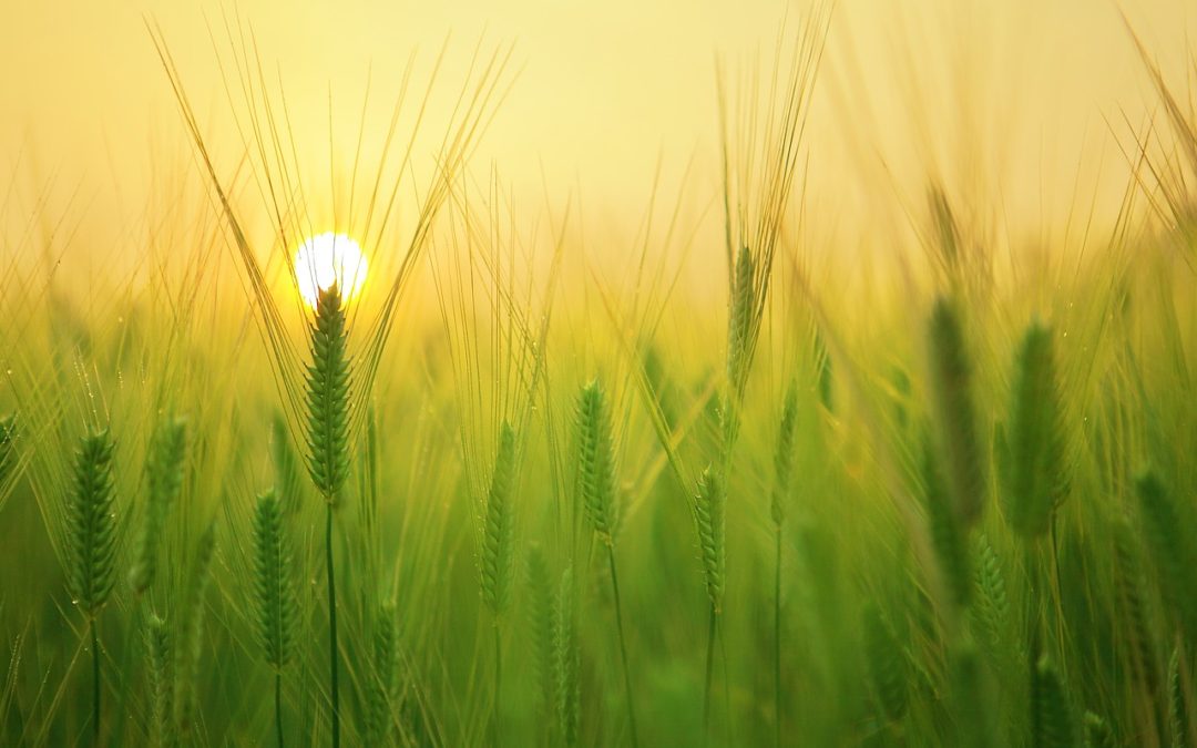 grass and sun