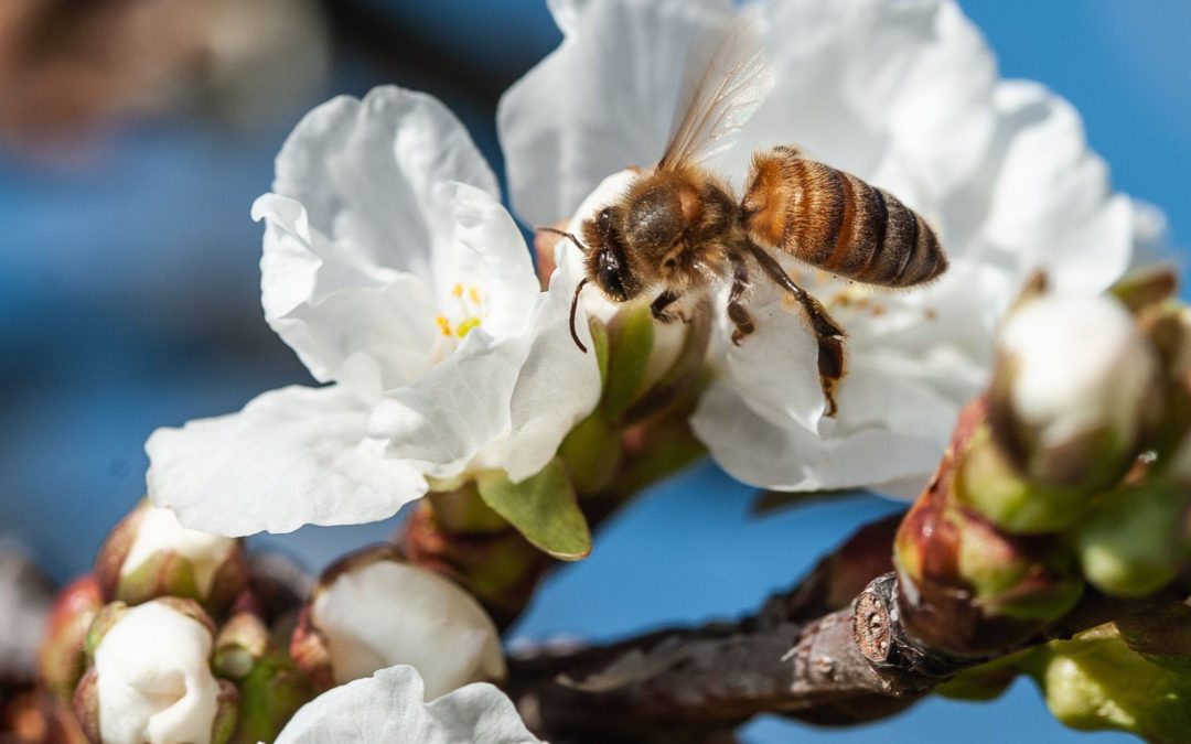 bee in apple blossom