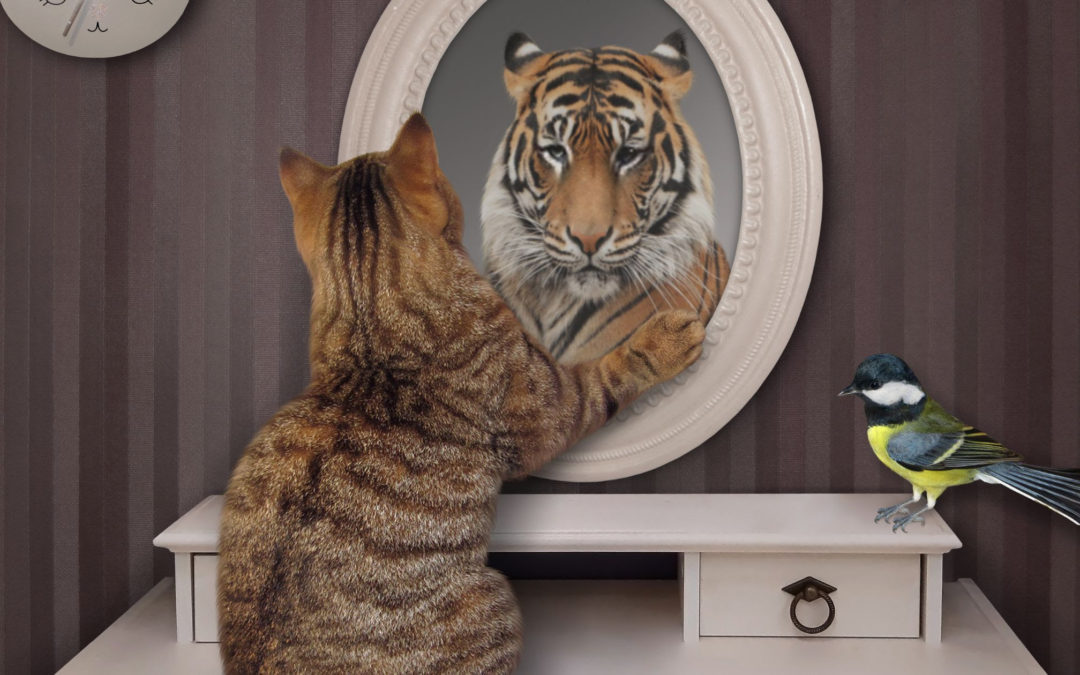 baby tiger looking into a mirror with a grown tiger