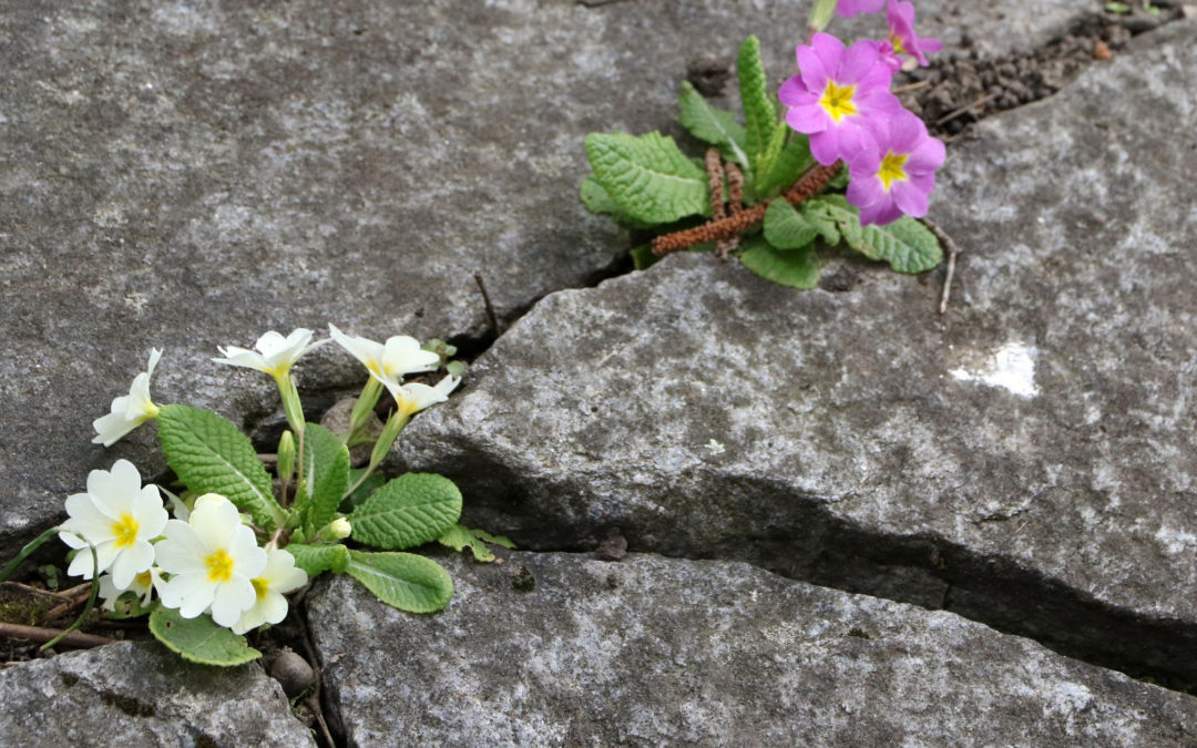 flowers growing through the cracks